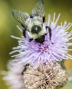 Carpenter bee Xylocopa Royalty Free Stock Photo