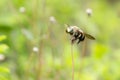 Carpenter bees (Xylocopa collaris) on Coatbuttons flower in the garden.