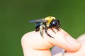 Carpenter bumble Bee sitting on a hand