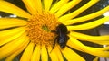 Carpenter bumblebee collecting pollen Royalty Free Stock Photo