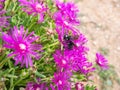 Carpenter bumblebee collecting pollen and nectar from a Delosperma Cooperi Royalty Free Stock Photo