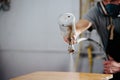 Carpenter is making furniture on order in a workshop Royalty Free Stock Photo