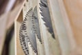 Carpenter saws in a woodworking workshop
