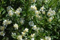 Carpenteria californica, Bush anemone in flower