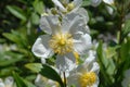 Tree anemone, also known as Carpenteria californica, Royalty Free Stock Photo