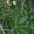 Carpenteria plant in bloom 2