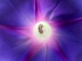 Carpenterworm inside trumpet flower Royalty Free Stock Photo