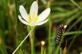 Carpenterworm with zephyranthes grandiflora Royalty Free Stock Photo