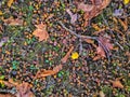 Carpet of acorns, leaves and twigs on the ground, back polan