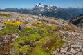 Carpet of alpine flowers with Mount Shuksan on horizon