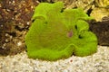 Carpet Anemone, Green