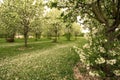 Carpet of apple blossoms in spring