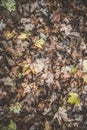 Carpet of autumn fallen leaves in a forest of different colors - yellow, brown, dry leaves Royalty Free Stock Photo