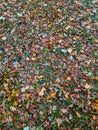 Carpet of autumn leaves - autumn fall background Royalty Free Stock Photo