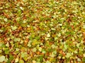 Carpet of autumn yellow green fallen linden leaves, abstract textural background Royalty Free Stock Photo