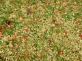 Carpet of autumn yellow orange red fallen leaves, abstract texture background Royalty Free Stock Photo