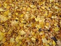 Carpet of autumn yellow orange red fallen leaves, abstract texture background Royalty Free Stock Photo