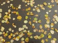 Carpet of autumn yellow orange red fallen linden leaves, abstract textural background Royalty Free Stock Photo