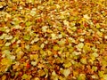 Carpet of autumn yellow orange red fallen linden leaves, abstract textural background Royalty Free Stock Photo