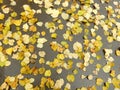 Carpet of autumn yellow orange red fallen linden leaves, abstract textural background Royalty Free Stock Photo