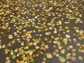 Carpet of autumn yellow orange red fallen linden leaves, abstract textural background Royalty Free Stock Photo