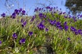 Carpet from beautiful purple iris flowers Iris pumila in the grass in wild nature Royalty Free Stock Photo