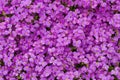 Carpet of Beautilul Pink Purple Spring Aubrieta Garden Flowers Texture Background