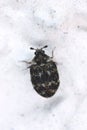 Carpet beetle Anthrenus (Dermestidae). Royalty Free Stock Photo
