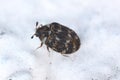 Carpet beetle Anthrenus (Dermestidae).
