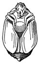 Carpet Beetle, vintage illustration
