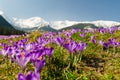 carpet of blooming crocuses in chocholowska valley in tatra mountains