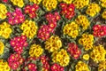 Carpet of blooming spring primulas