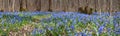 Carpet of blue snowdrop blossom flowers in early spring forest. Scilla siberica Squill -- spring landscape, panorama