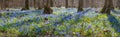 Carpet of blue snowdrop blossom flowers in early spring forest. Scilla siberica Squill -- spring landscape, panorama