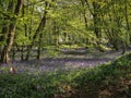 Carpet of bluebell flowers in woodland Royalty Free Stock Photo