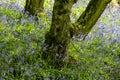 A carpet of bluebell flowers in a woodland using a shallow depth of field Royalty Free Stock Photo