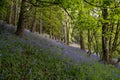 A carpet of bluebell flowers in a woodland using a shallow depth of field Royalty Free Stock Photo