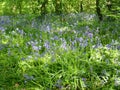 Bluebells in English country wood Royalty Free Stock Photo