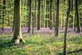 Carpet of bluebells between Sequoia trees. Spring in Hallerbos NP, `The Blue Forest`, near Halle, Flanders, Belgium Royalty Free Stock Photo