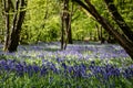 Bluebell woods in early spring Royalty Free Stock Photo