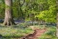 Carpet of bluebells in spring, photographed at Pear Wood in Stanmore, Middlesex, UK Royalty Free Stock Photo