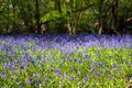 Carpet of bluebells in spring, photographed at Pear Wood in Stanmore, Middlesex, UK Royalty Free Stock Photo