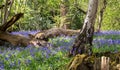 Carpet of bluebells in spring, photographed at Pear Wood in Stanmore, Middlesex, UK Royalty Free Stock Photo