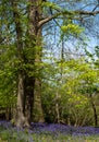 Carpet of bluebells in spring, photographed at Pear Wood in Stanmore, Middlesex, UK Royalty Free Stock Photo