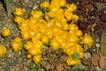 Carpet of bright yellow delosperma congestum in spring, golden n