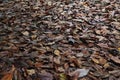 A carpet of brown fallen leaves. fallen leaves lie on the ground in the grass.