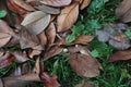 A carpet of brown fallen leaves. fallen leaves lie on the ground in the grass. Royalty Free Stock Photo