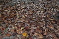 A carpet of brown fallen leaves. fallen leaves lie on the ground in the grass.