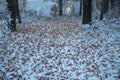 Carpet of brown leaves in the forest in winter Royalty Free Stock Photo