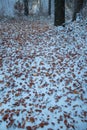 Carpet of brown leaves in the forest in winter Royalty Free Stock Photo
